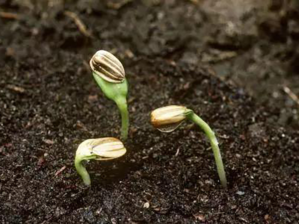 种子脱?；慕峁固氐憬樯?></div>                   <div   id=